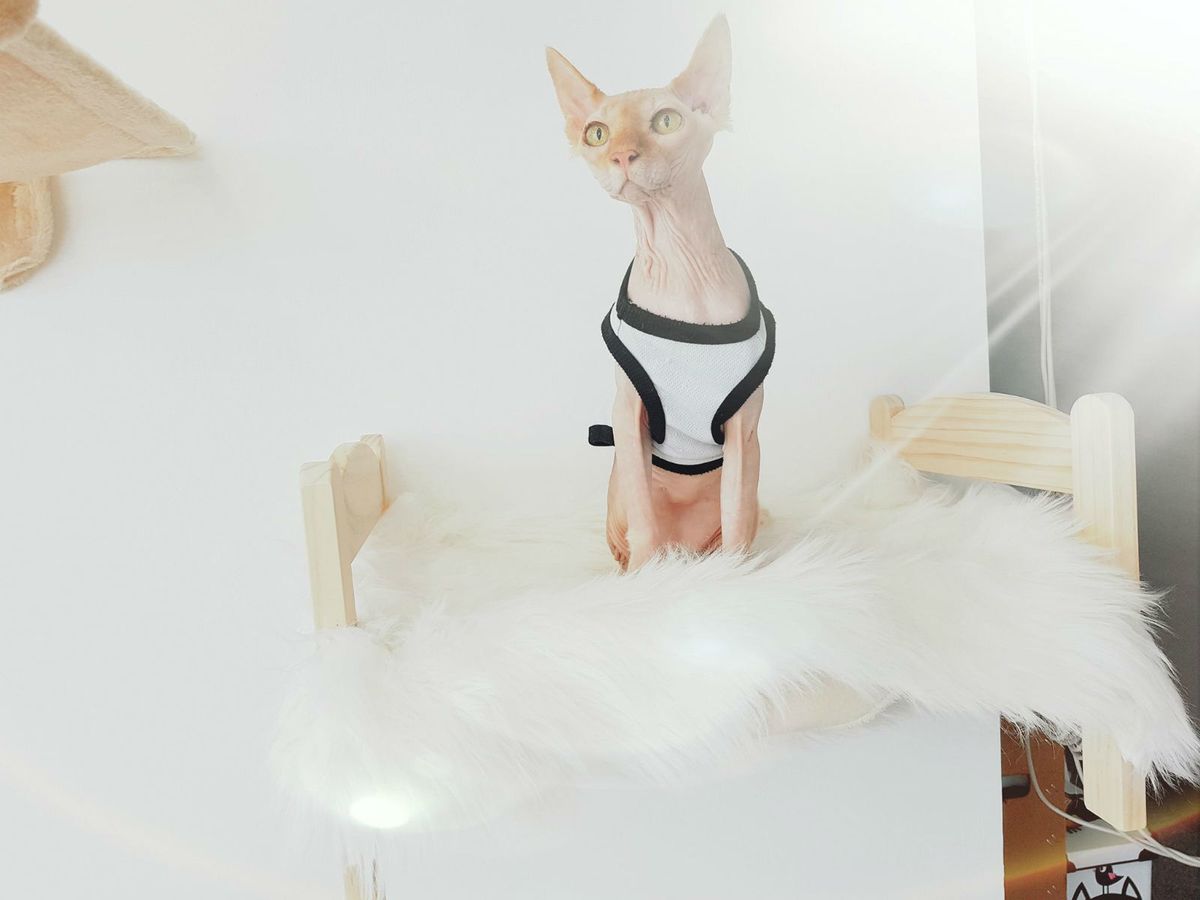 Prvi hotel za mačke u Hrvatskoj otvoren je u Dugom Selu - 18