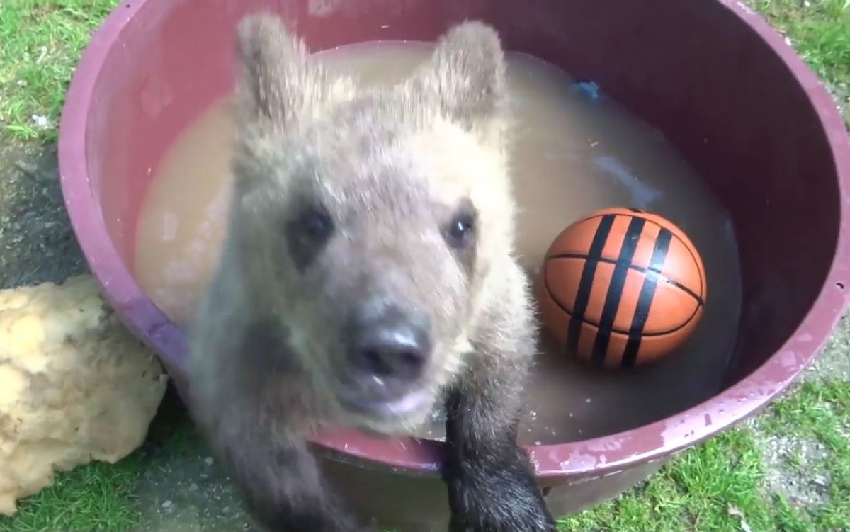 Medvjedić Matija u oporavilištu ZOO vrta u Zagrebu izrasta u velikog gurmana, a tople dane krati kupanjem u bazenčiću - 1