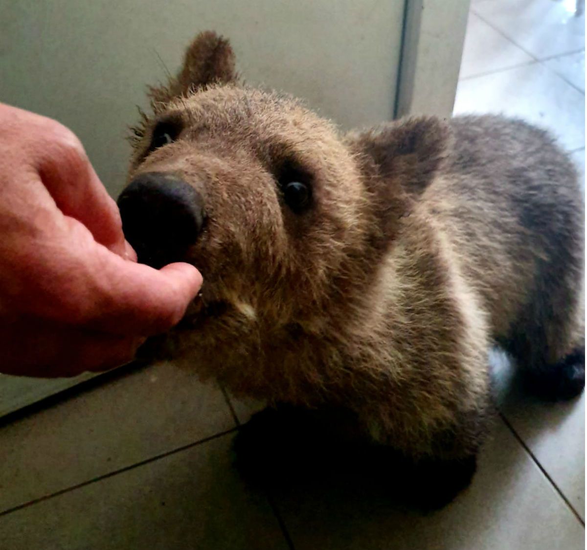 Medvjedić Matija u oporavilištu ZOO vrta u Zagrebu izrasta u velikog gurmana, a tople dane krati kupanjem u bazenčiću - 3