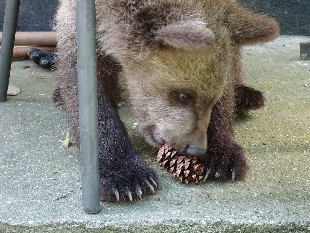 Medvjedić Matija u oporavilištu ZOO vrta u Zagrebu izrasta u velikog gurmana, a tople dane krati kupanjem u bazenčiću - 4