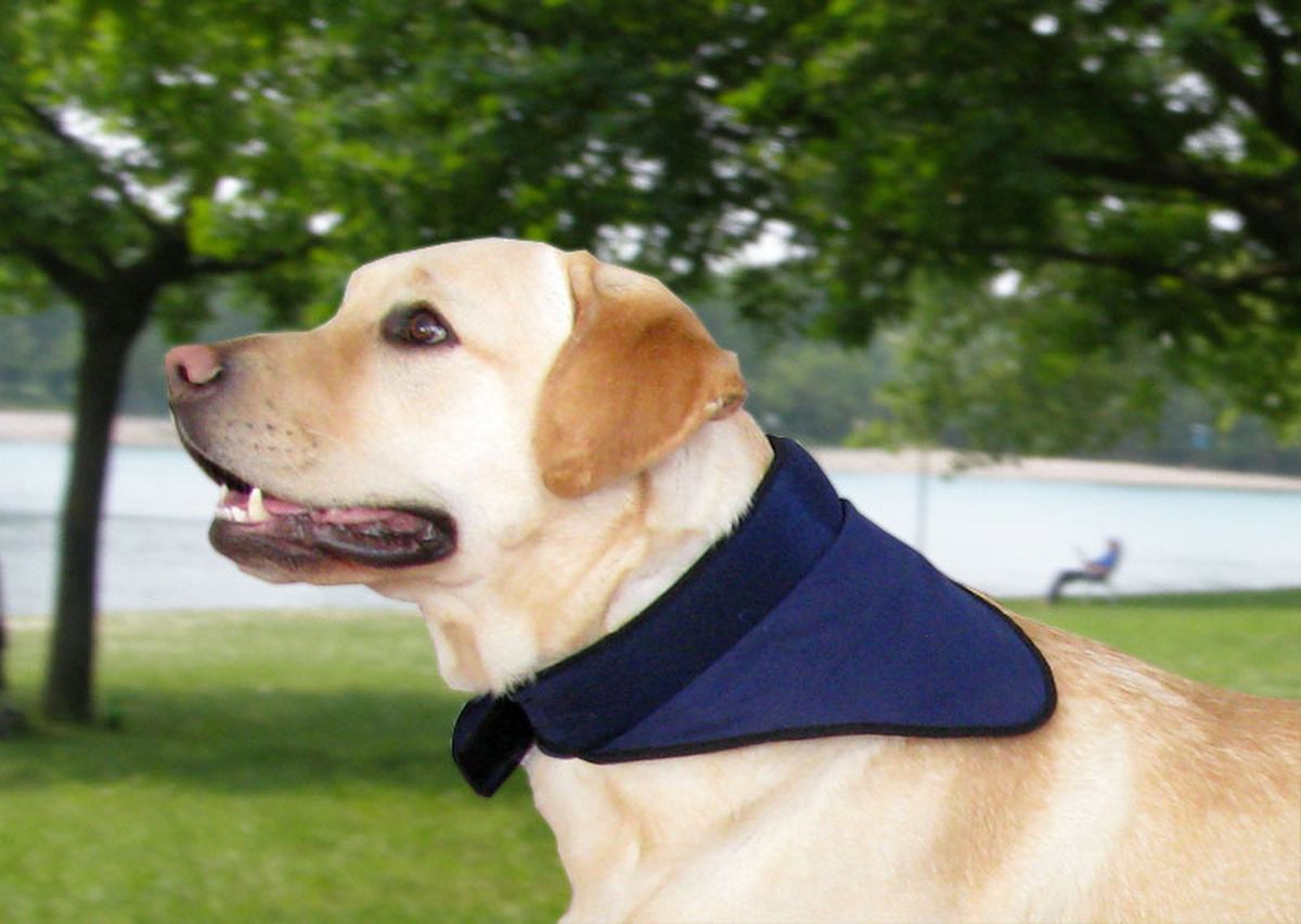 Psi su podložni toplinskom udaru pa ih je potrebno rashladiti