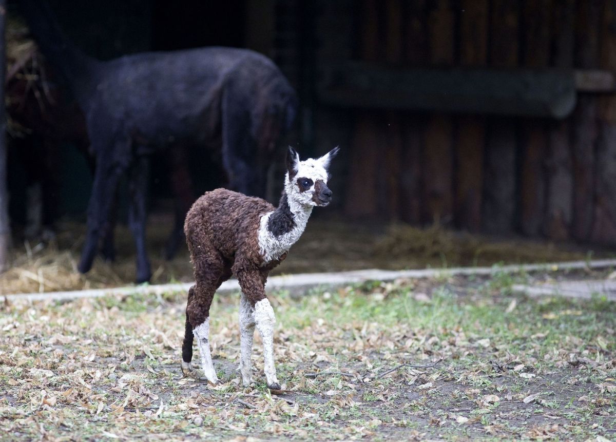 Mladunče kalifornijskog morskog lava i mladunče alpake novi su stanovnici Zoološkog vrta grada Zagreba - 3