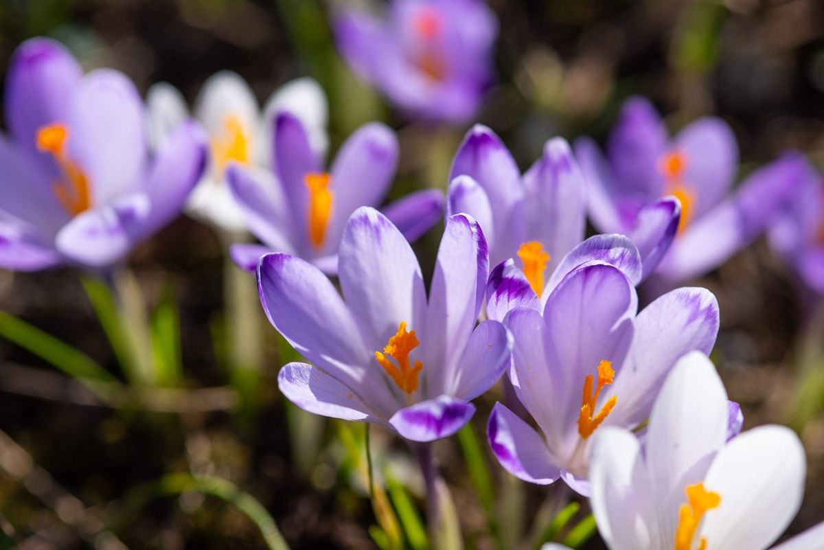 Botanički vrt u Zagrebu
