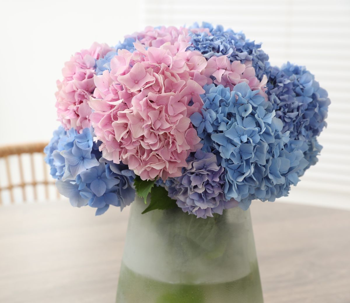 Hortenzije u vazi