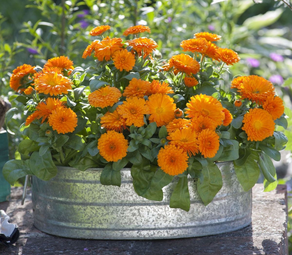 Neven je odličan izbor za vrt ili balkon
