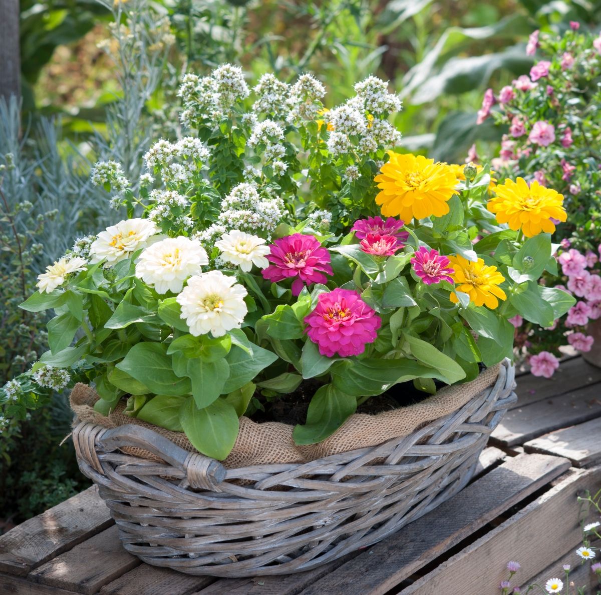 Cinije se odlično slažu i s drugim cvijećem