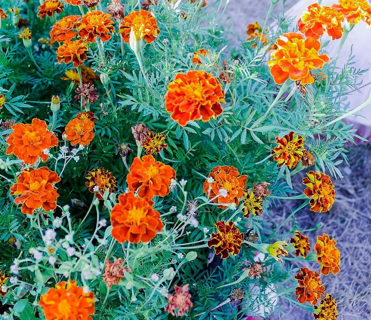 Kadifa je vrlo zahvalan cvijet