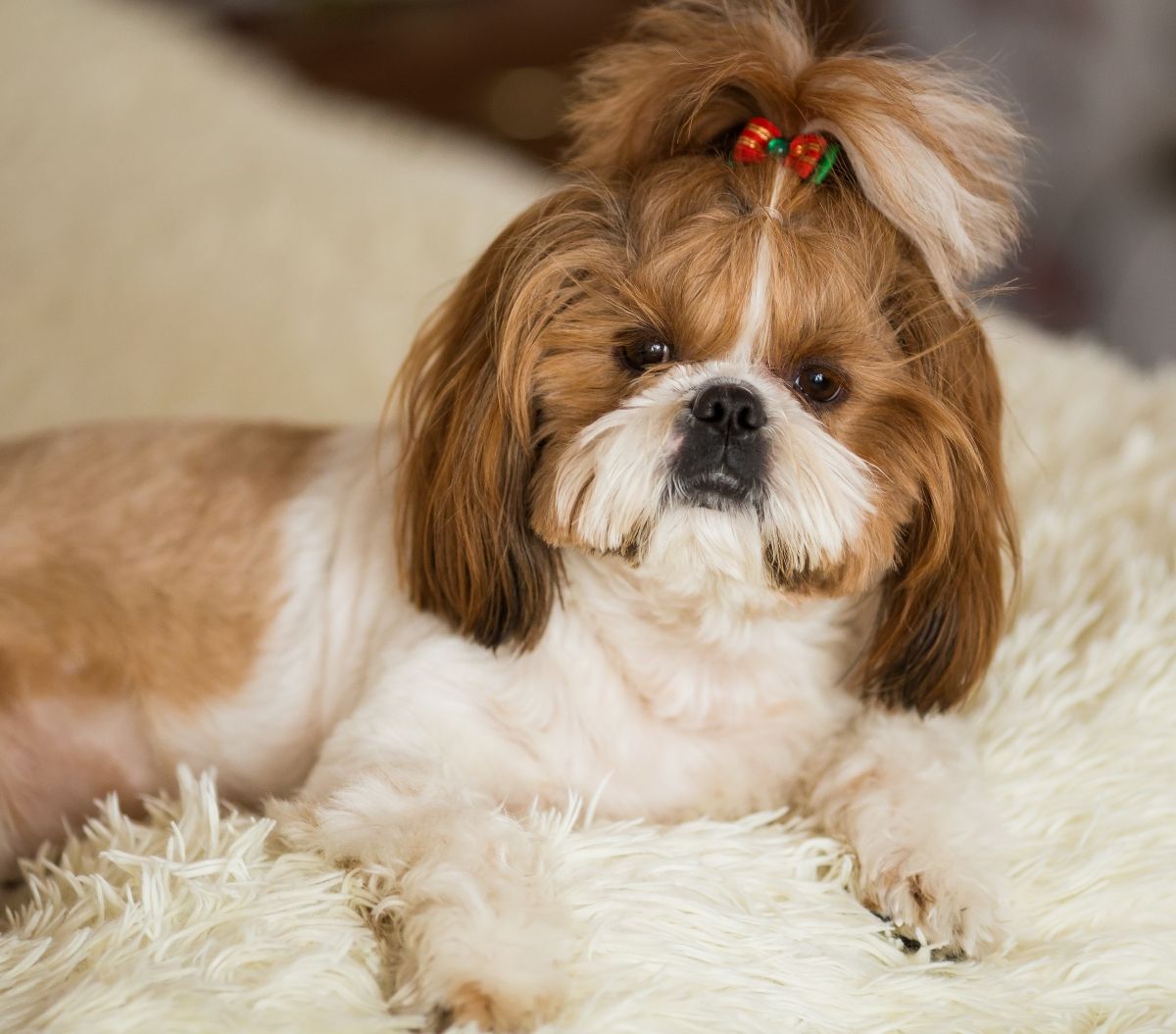 Shih tzu