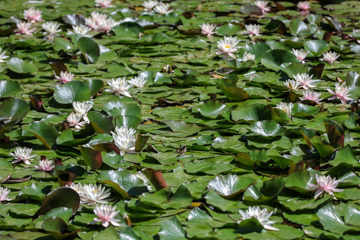 Lipanjska čarolija Botaničkog vrta u Zagrebu - 9