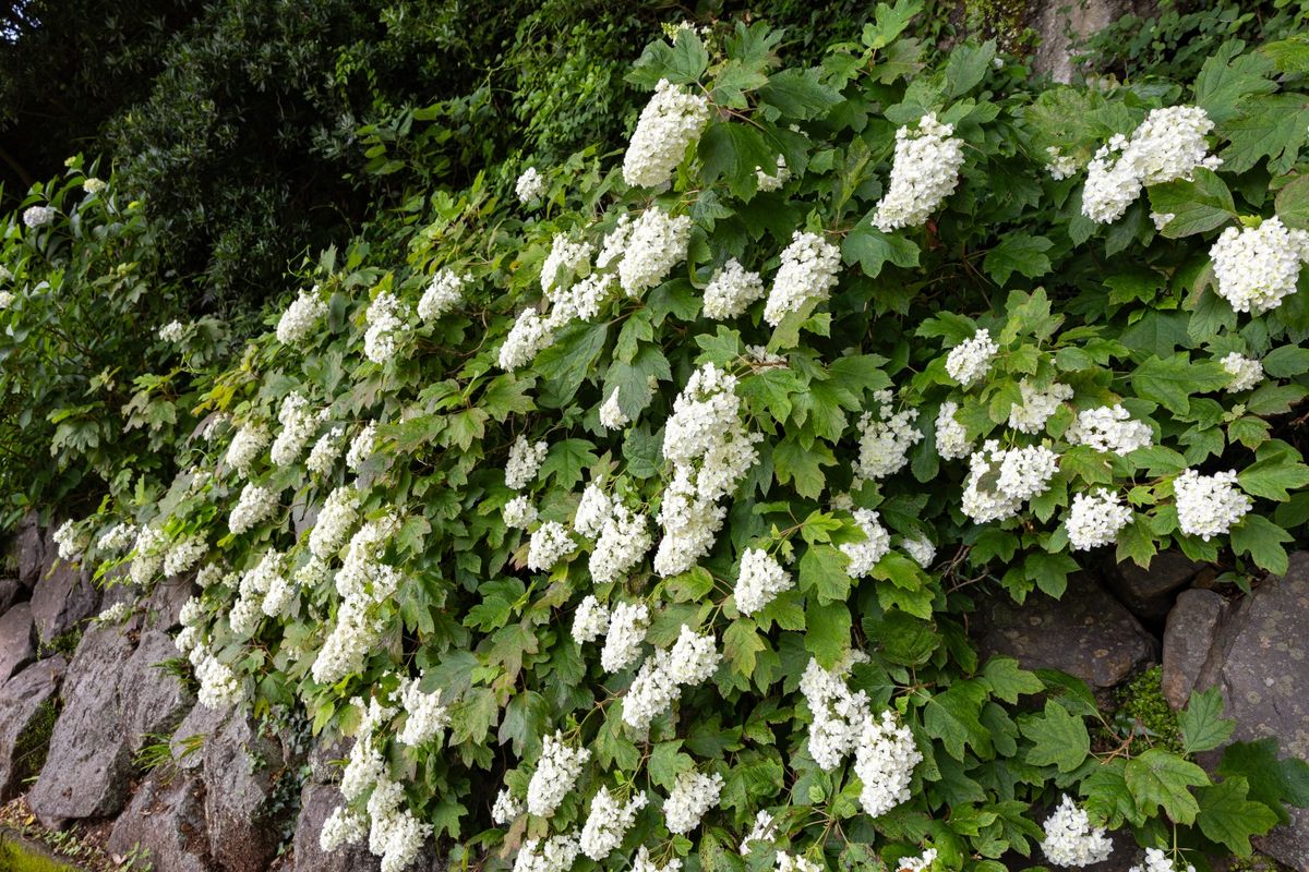 Hrastolisna hortenzija