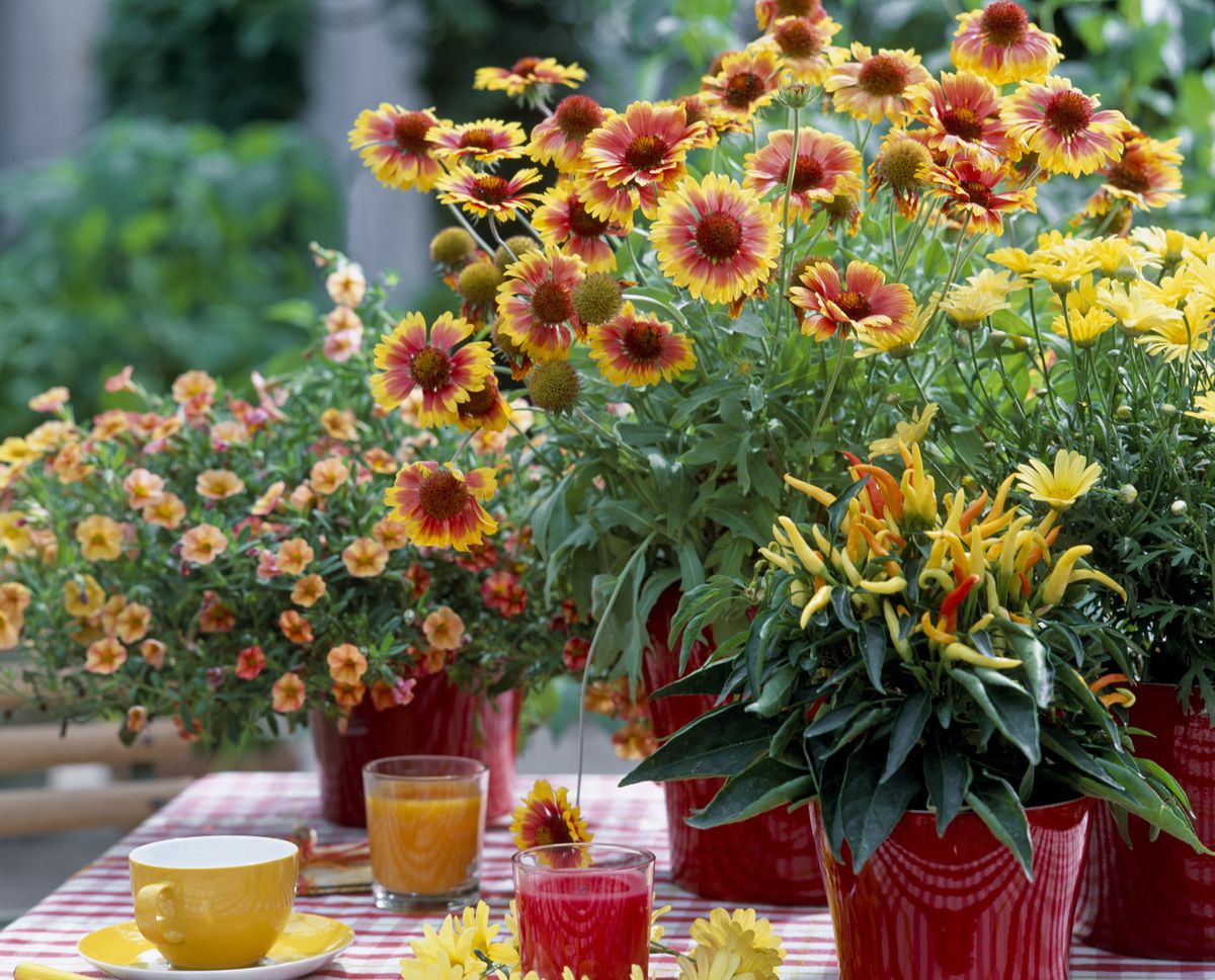 Cvjetovi gailardije u nijansama žute, narančaste i crvene podsjećaju na zalazak sunca - 4