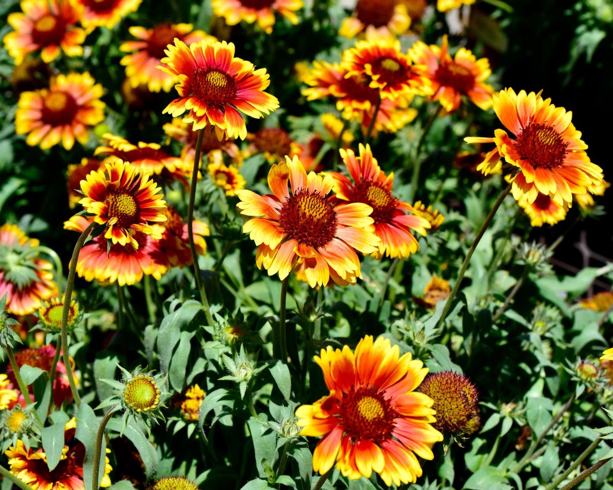 Cvjetovi gailardije u nijansama žute, narančaste i crvene podsjećaju na zalazak sunca - 5