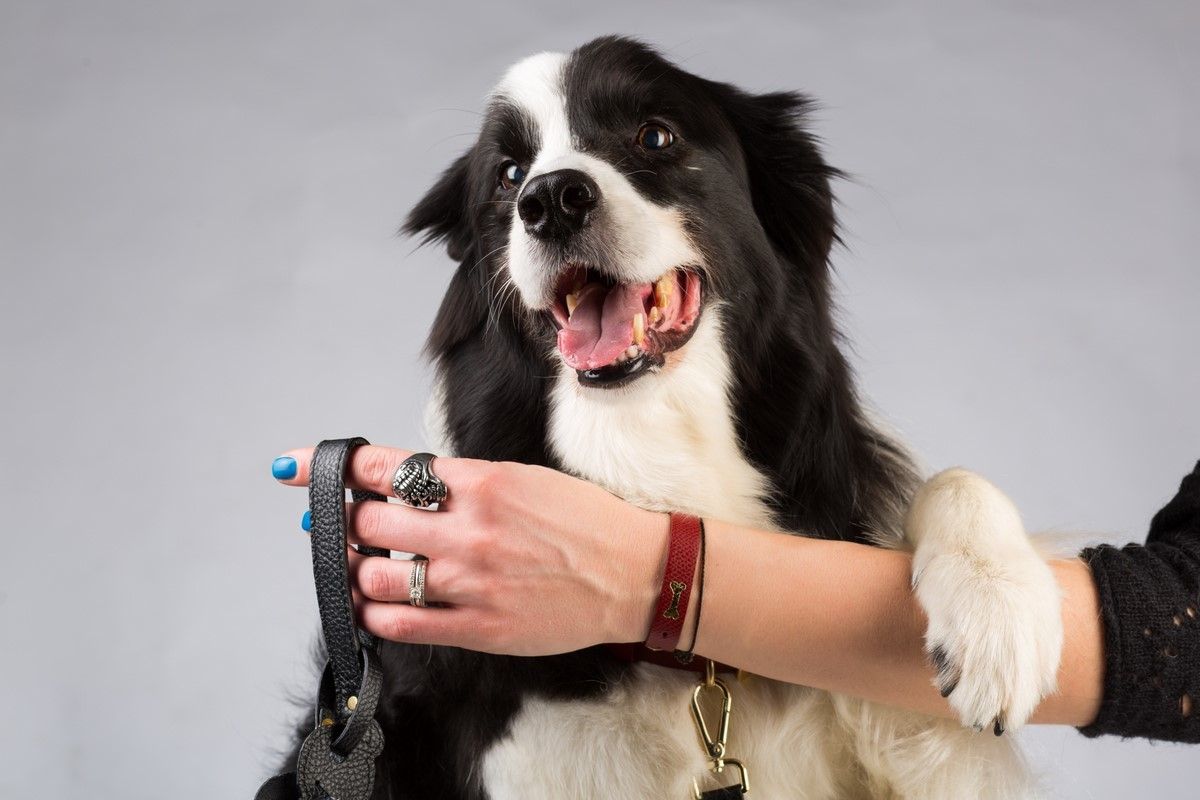 Double Trouble Dog Boutique - 8