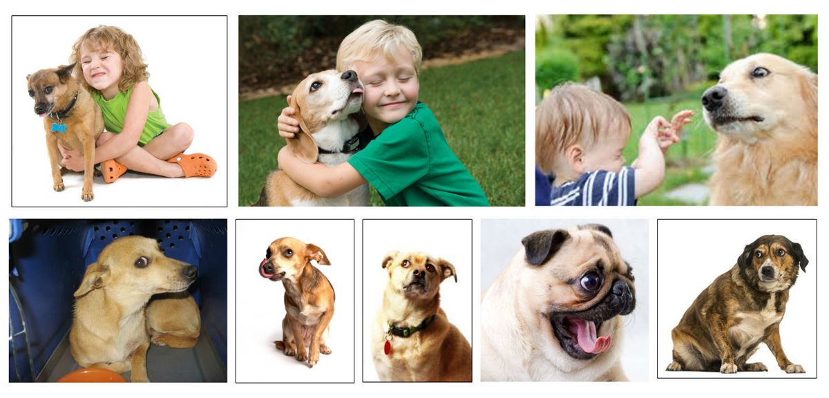 Sve što trebate znati o sigurnom i dobrom suživotu djece i pasa - 2