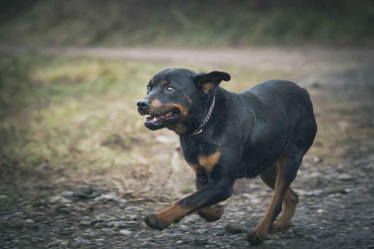 Rotvajlerica Jana traži novi dom - 3