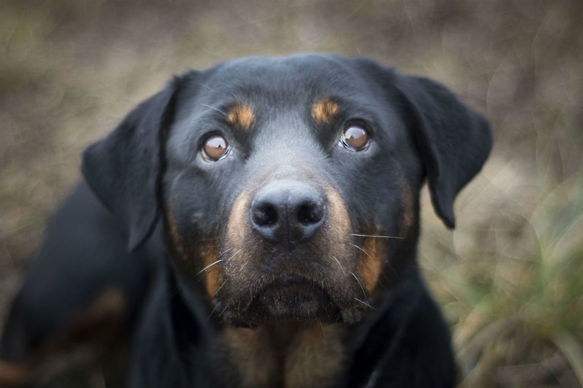 Rotvajlerica Jana traži novi dom - 4