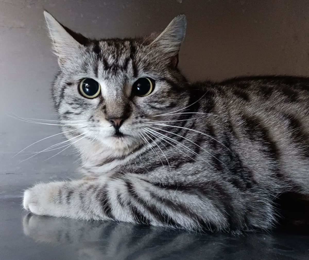 Akcija Udomljavanje je fora održava se 1. travnja na Trgu bana Jelačića - 1