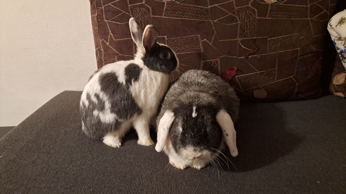 Akcija Udomljavanje je fora održava se 1. travnja na Trgu bana Jelačića - 2