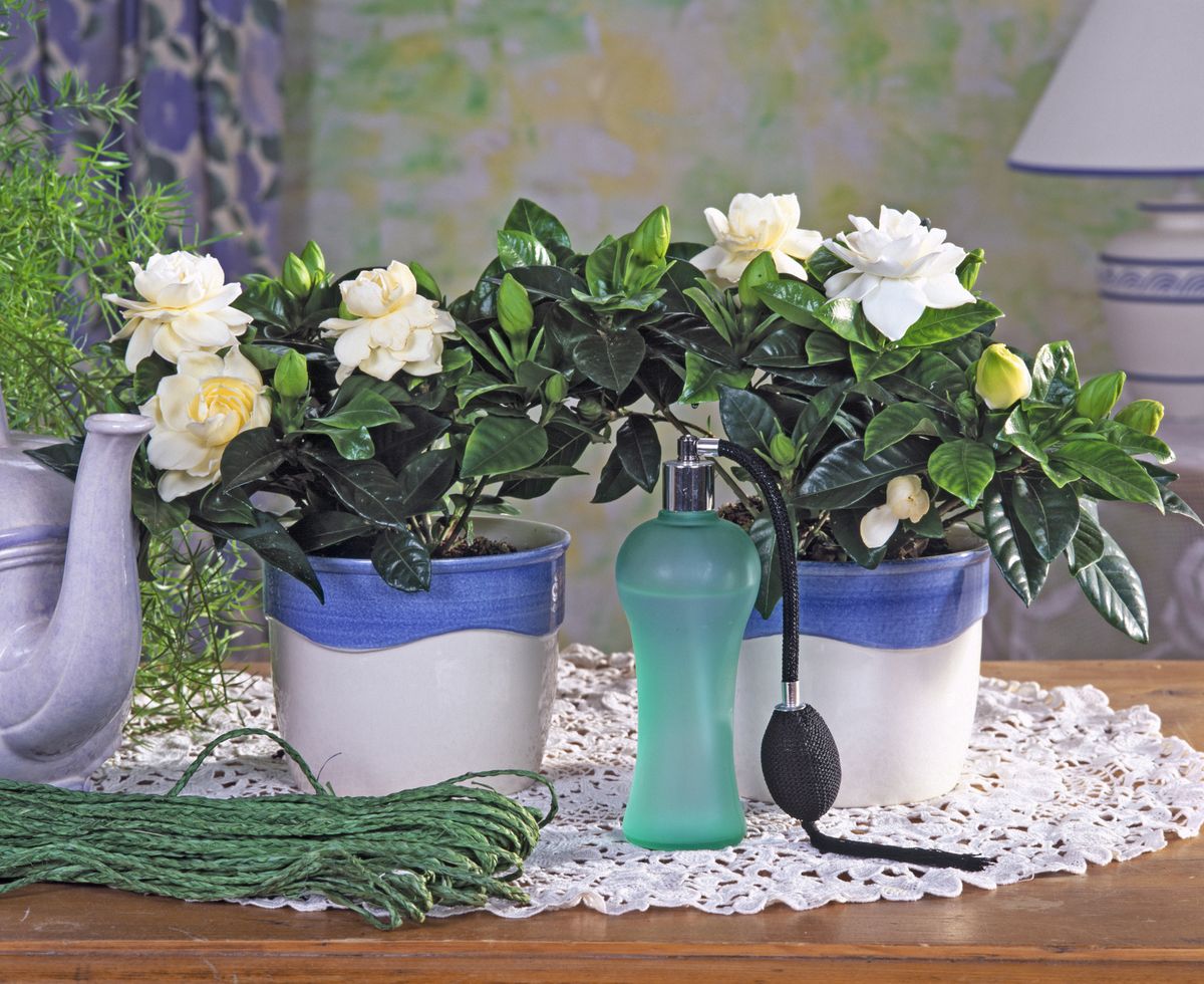 Gardenija najviše voli mjesta bez izravne sunčeve svjetlosti - 3