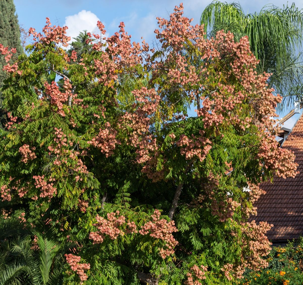Metličasta kelreuterija