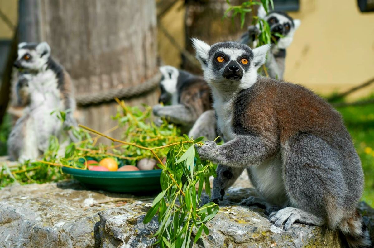 Zekanje u zagrebačkom Zoo vrtu na Uskrsni ponedjeljak - 5