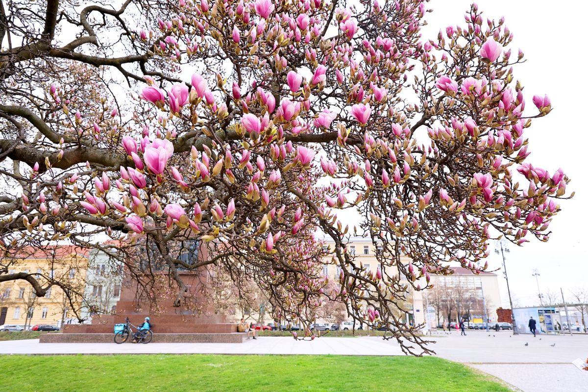 Najljepši proljetni prizori u centru Zagreba