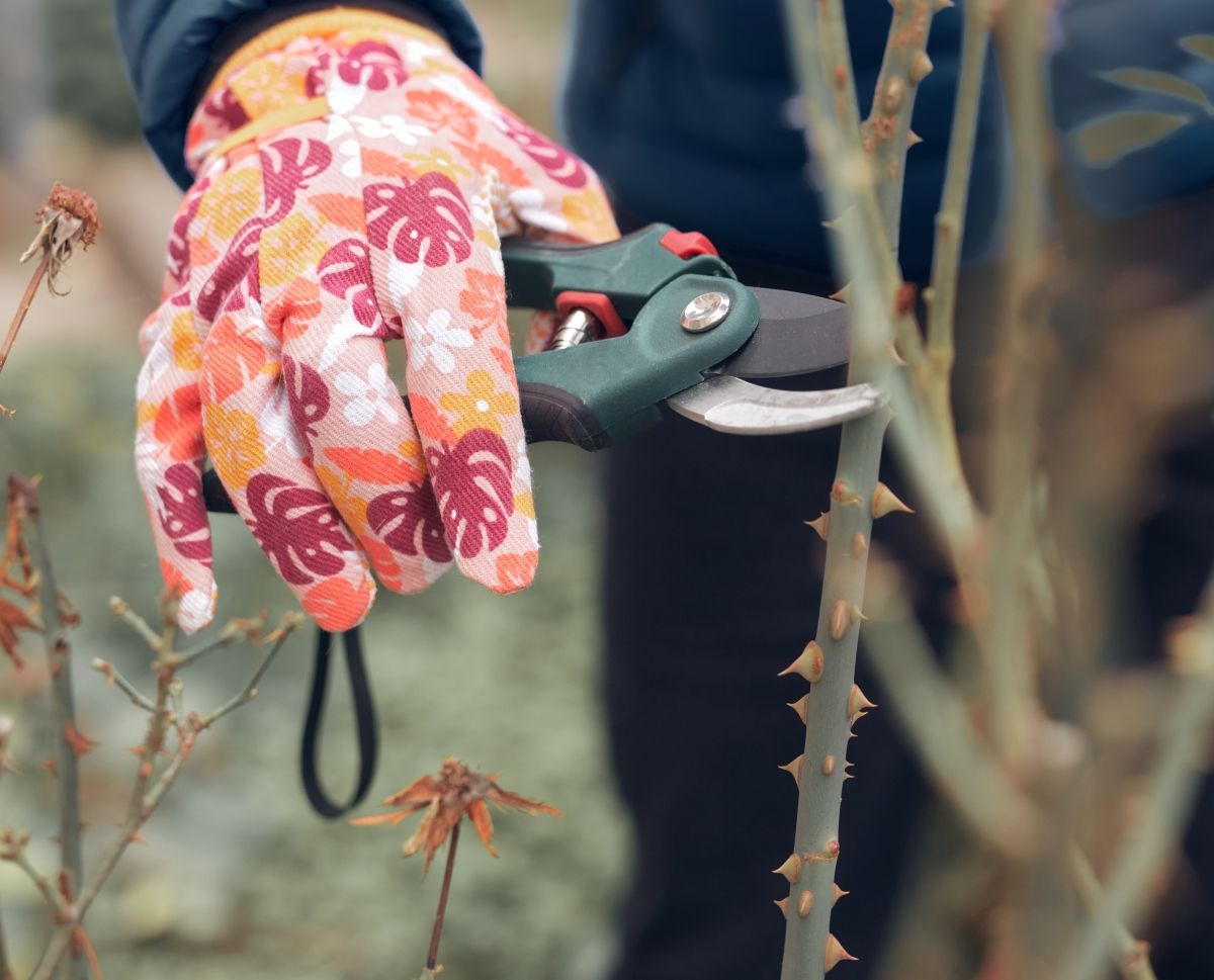 Pazite kako orezujete ruže