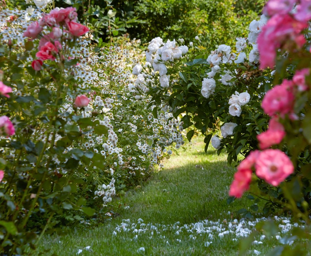 Pravilnu njegu ruže će vam uzvratiti bogatom cvatnjom