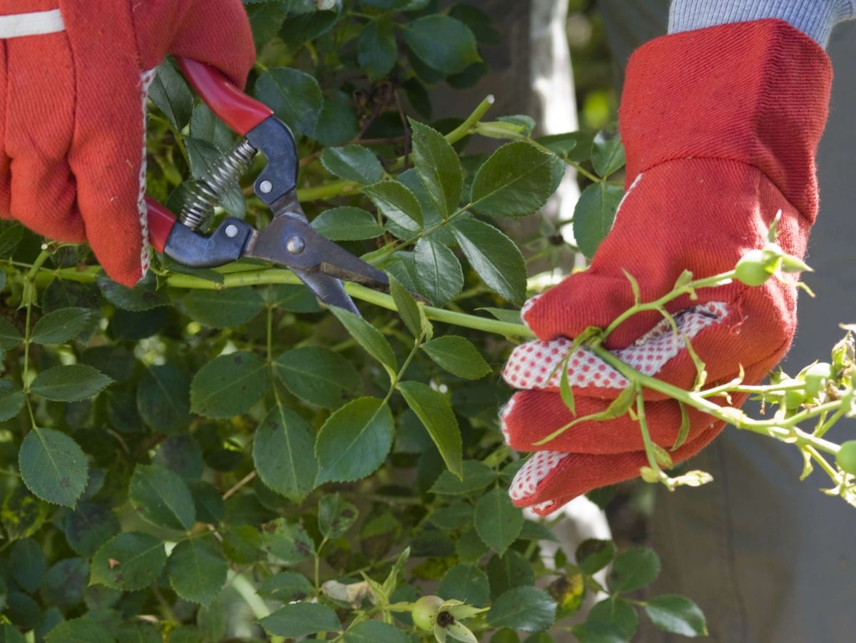 Obratite pažnju na pravilno mjesto reza