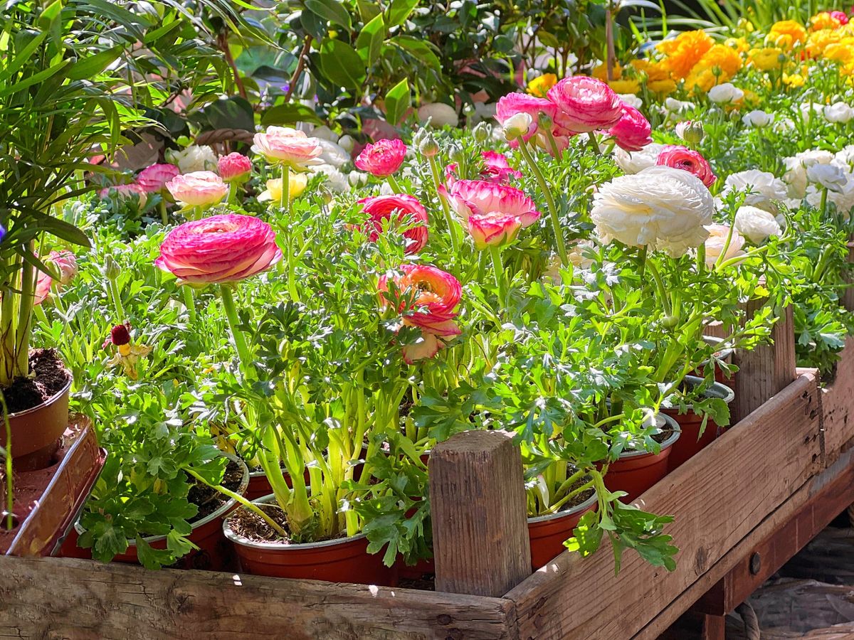 Ranunkula, cvijet koji izgleda kao sestra ruže i božura