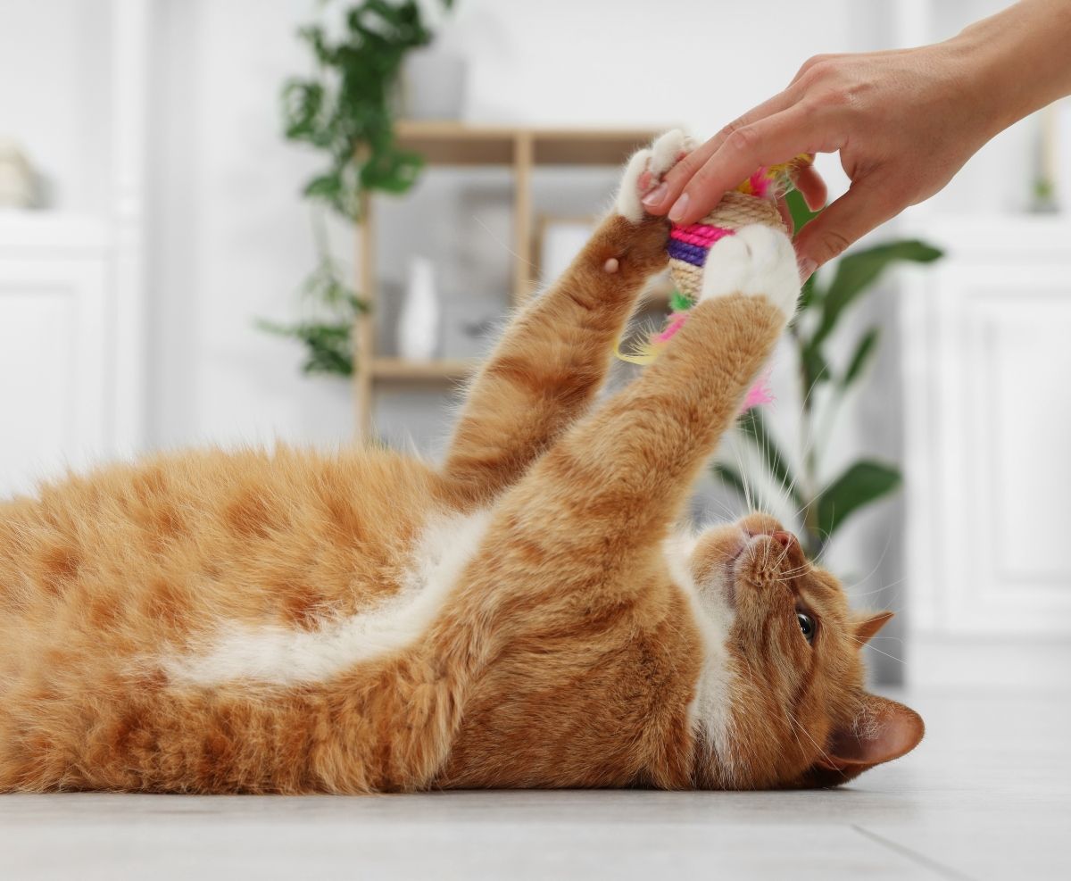 Mačke su pravi mali terapeuti