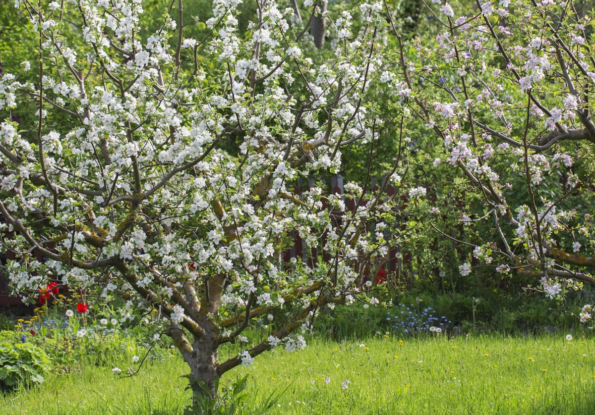 Voćke u vrtu ne slažu se dobro sa svim biljkama