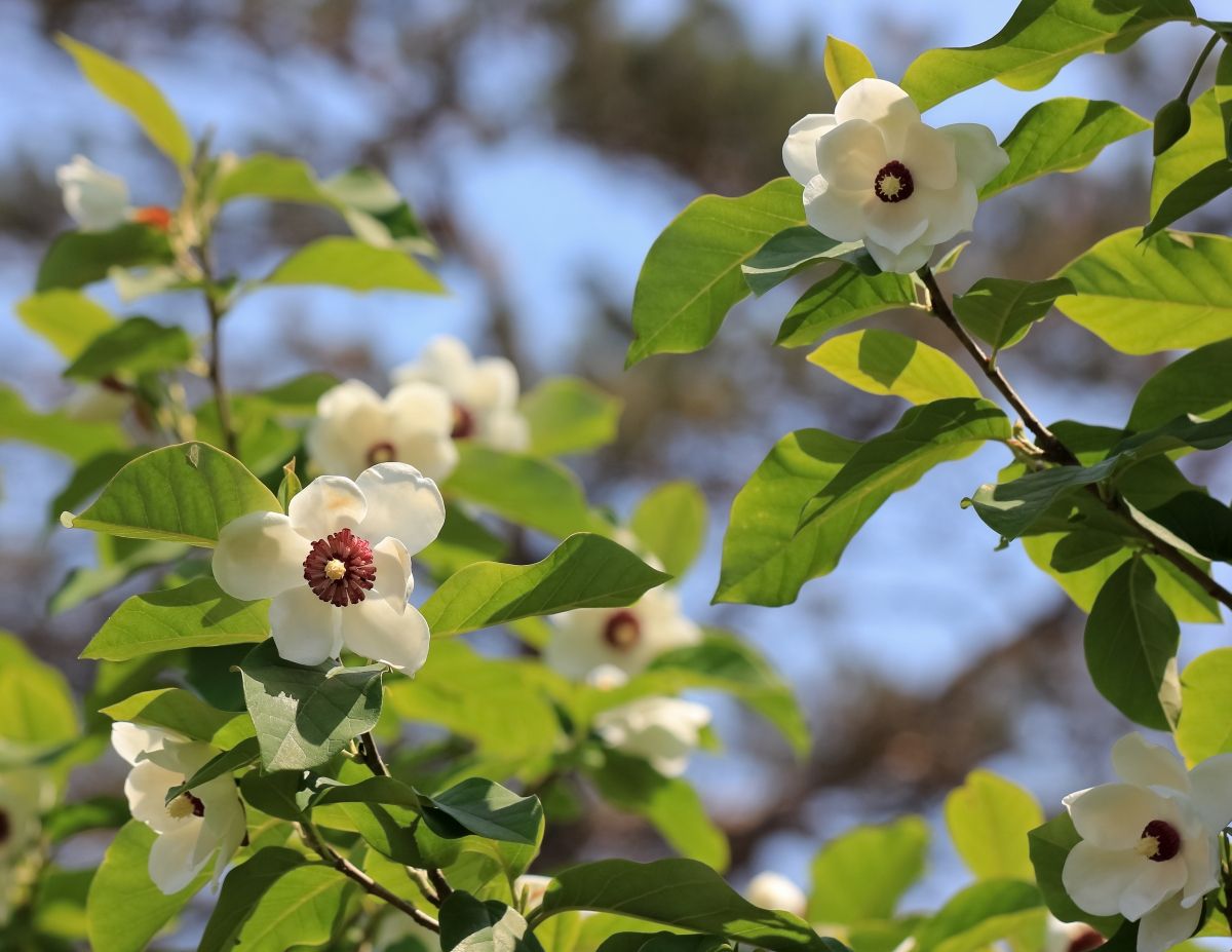 Sieboldova magnolija
