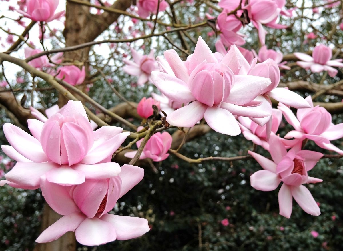 Campbellova magnolija