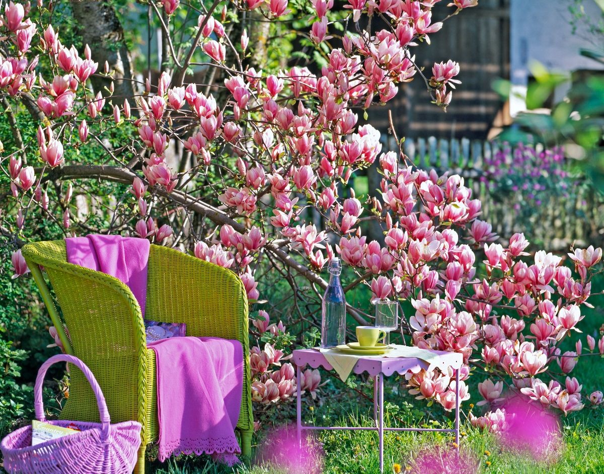 Magnolia soulangeana