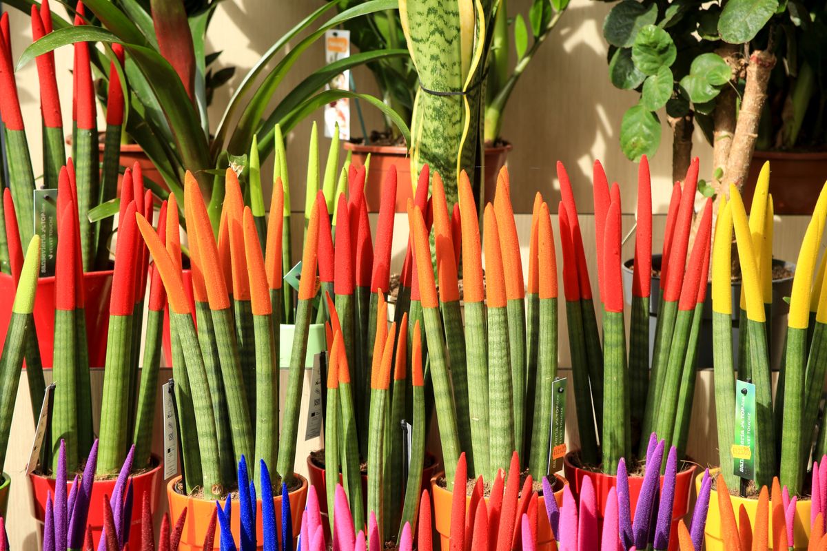 Sanseveria cylindrica ili cilindrična sablja je sukulentna biljka porijeklom iz Angole - 9