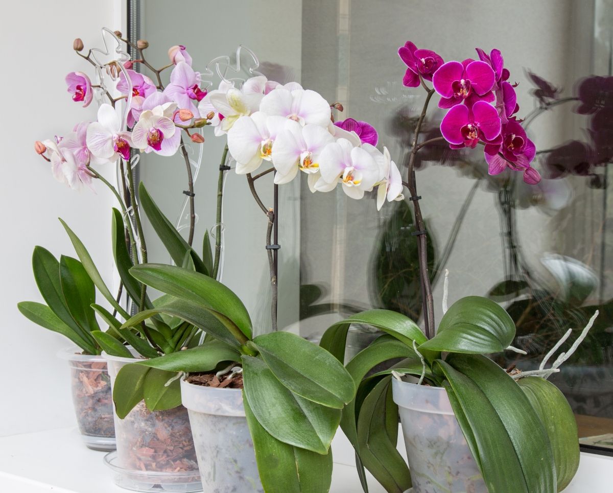 Orhideje slobodno možete staviti i na vanjsku stranu prozora