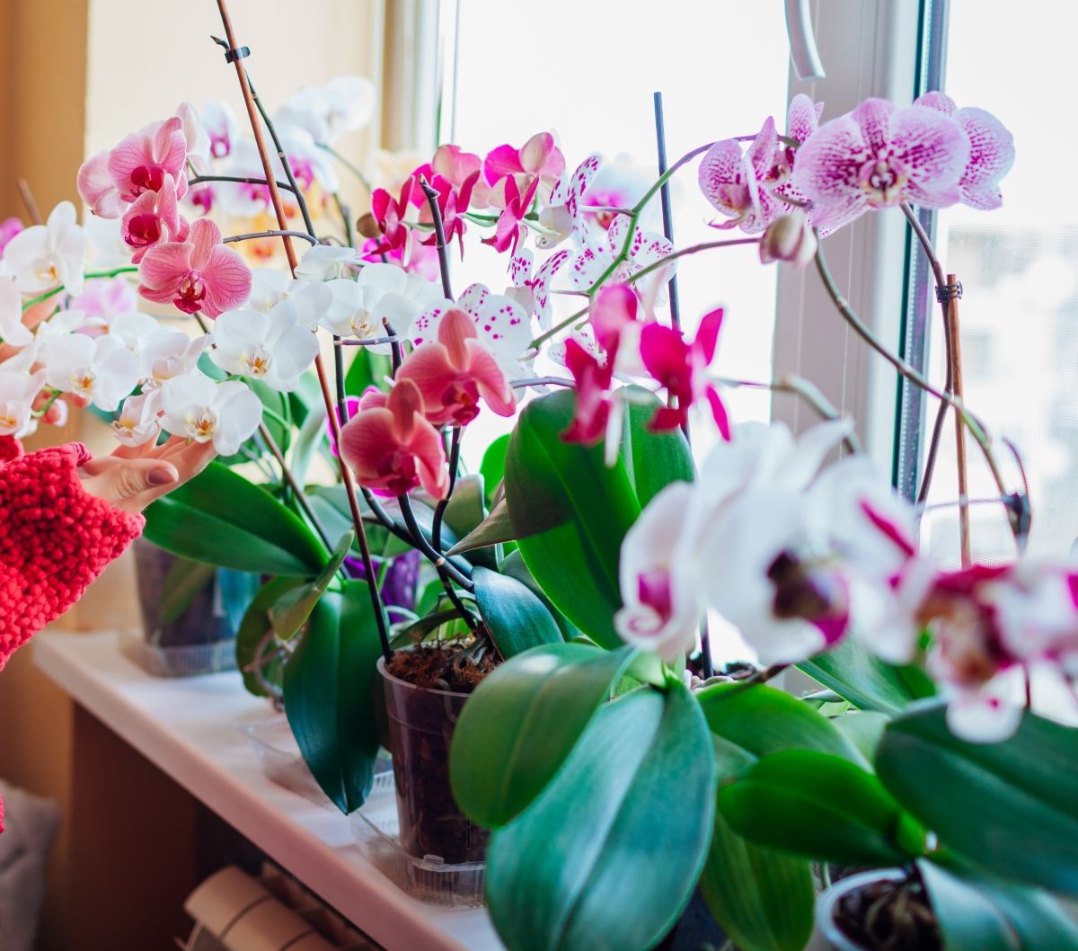 Orhideje su sobne biljke, ali mogu uspijevati i vani