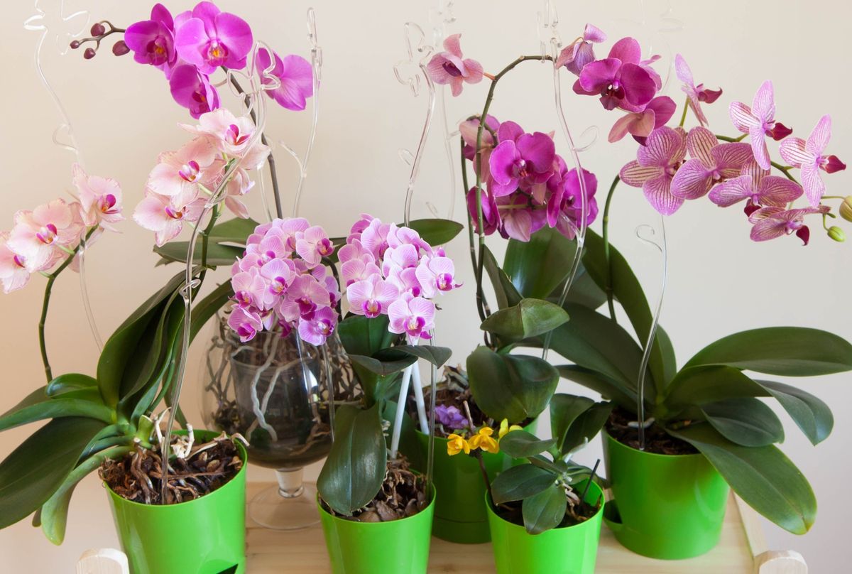 Orhideje na balkonu