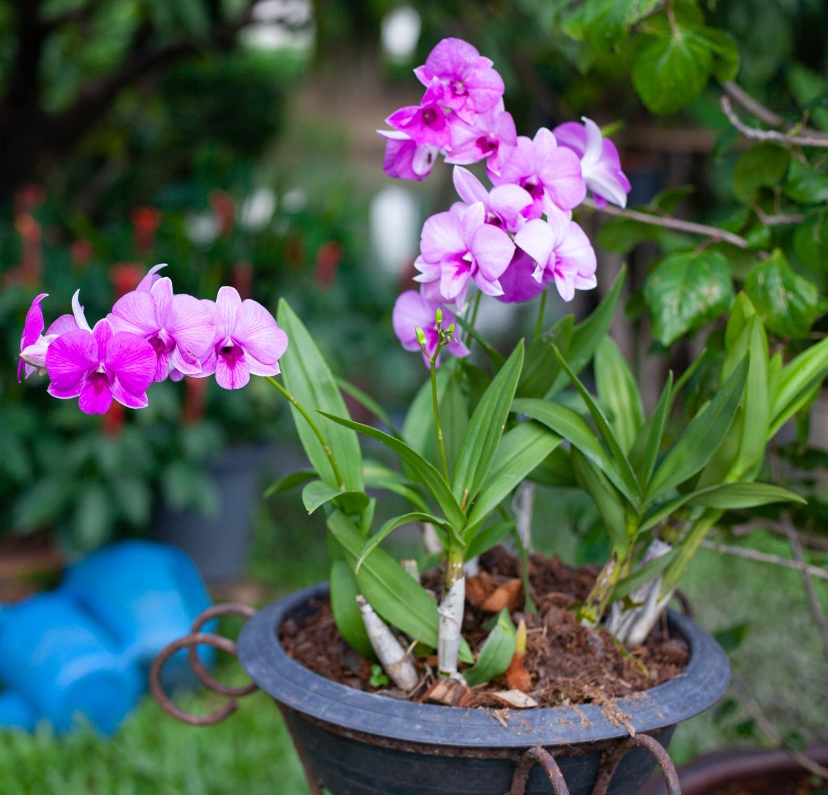 Orhideje mogu uspijevati i u vrtu