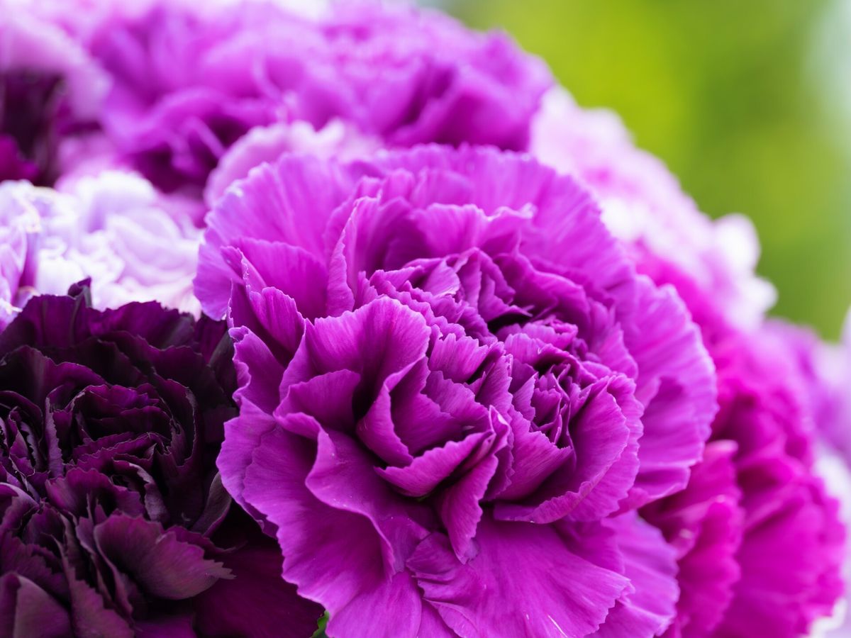 Ljubičasti karanfil