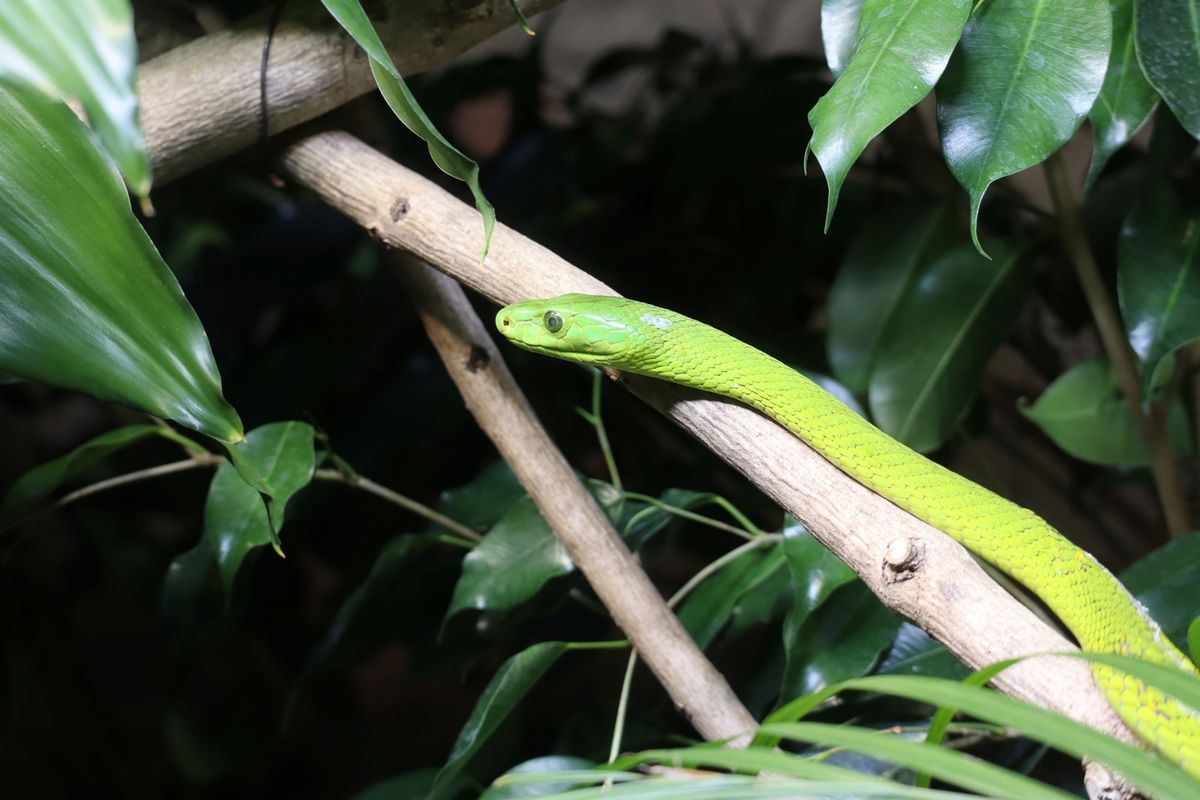 Školarce tijekom uskrsnih praznika očekuje Zoo avantura - 1