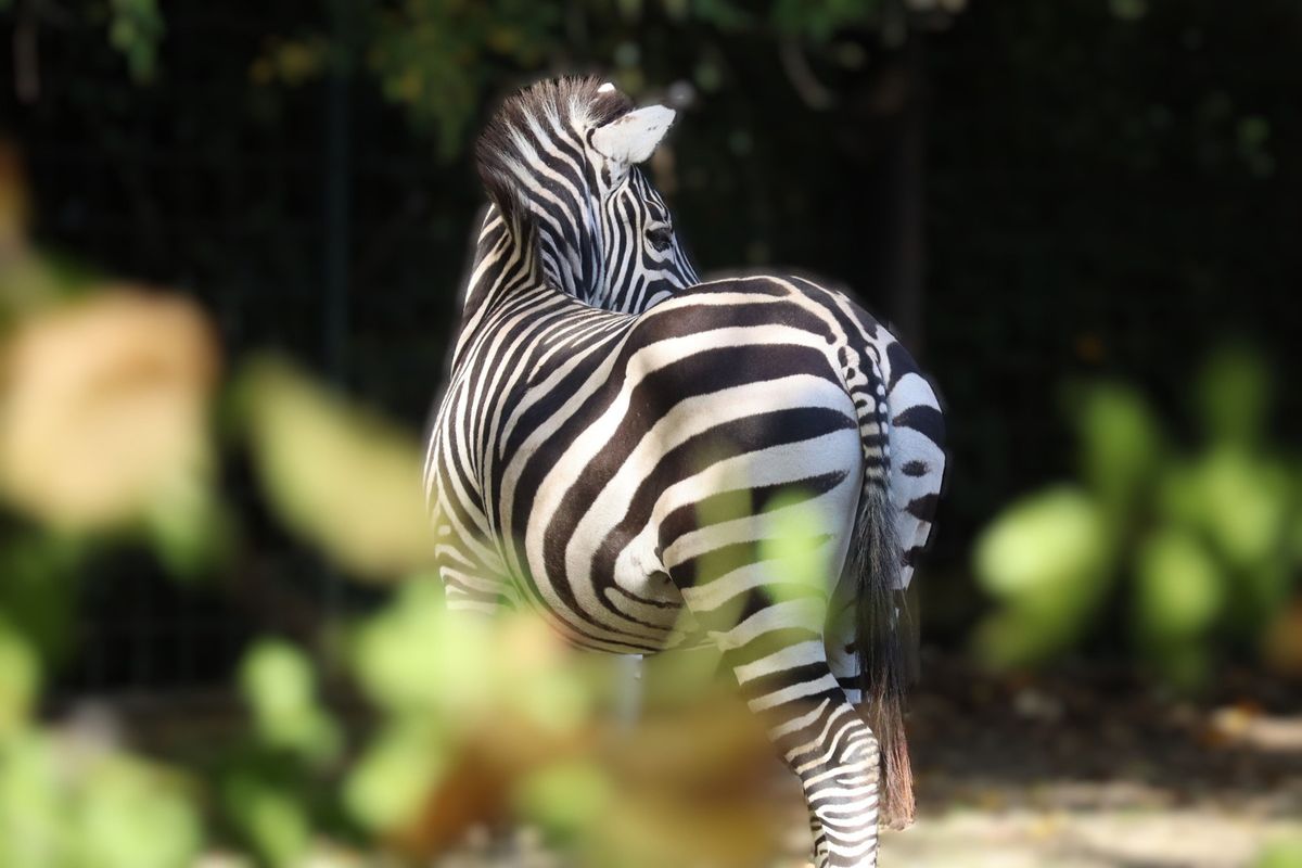 Školarce tijekom uskrsnih praznika očekuje Zoo avantura - 4