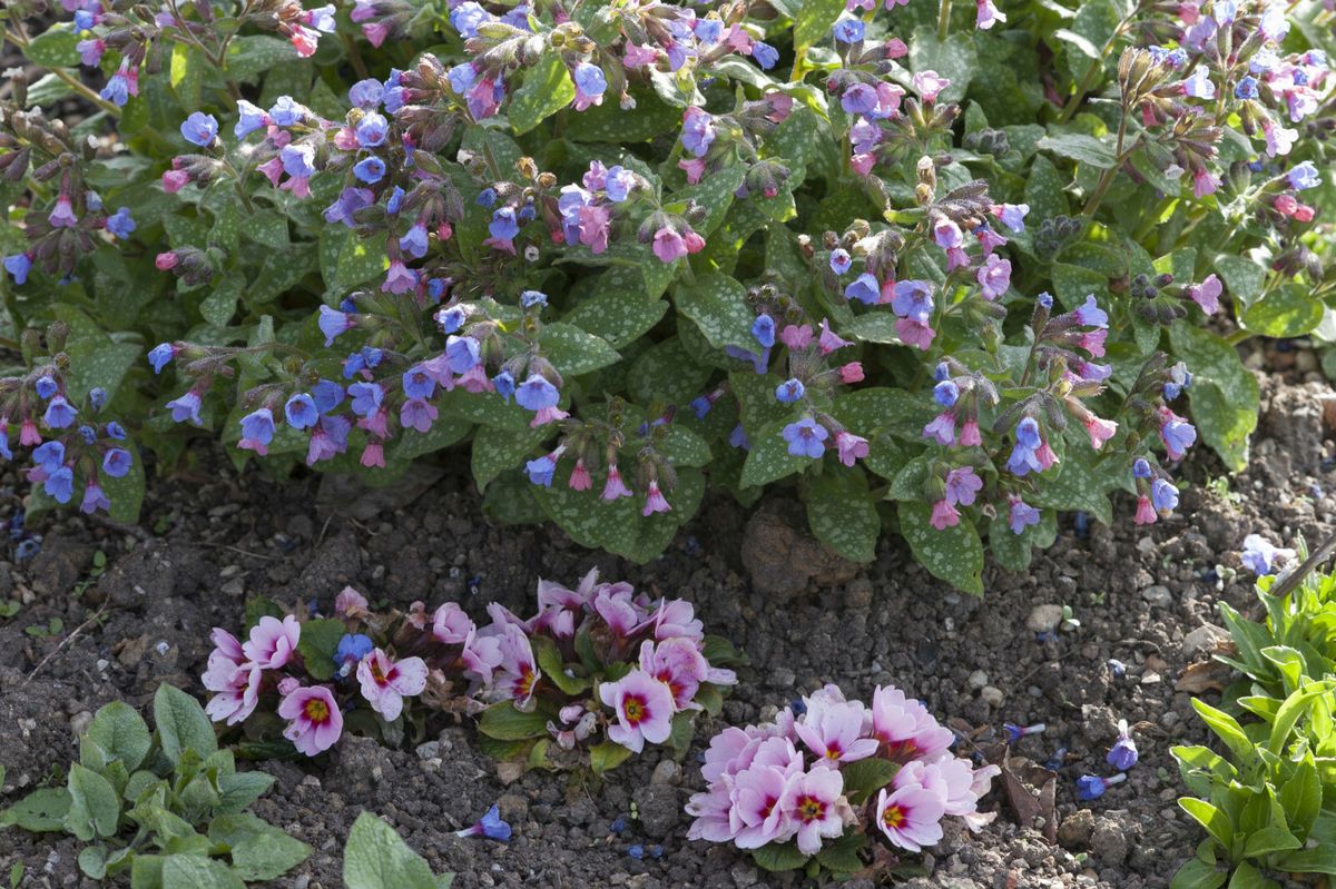 Plućnjak je cvijet koji stvara guste, dekorativne busene - 4