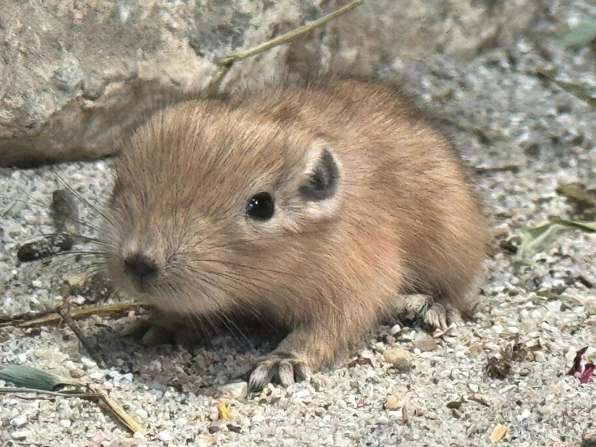 U Zagrebu prvi put na svijet došli dražesni gundiji - 1