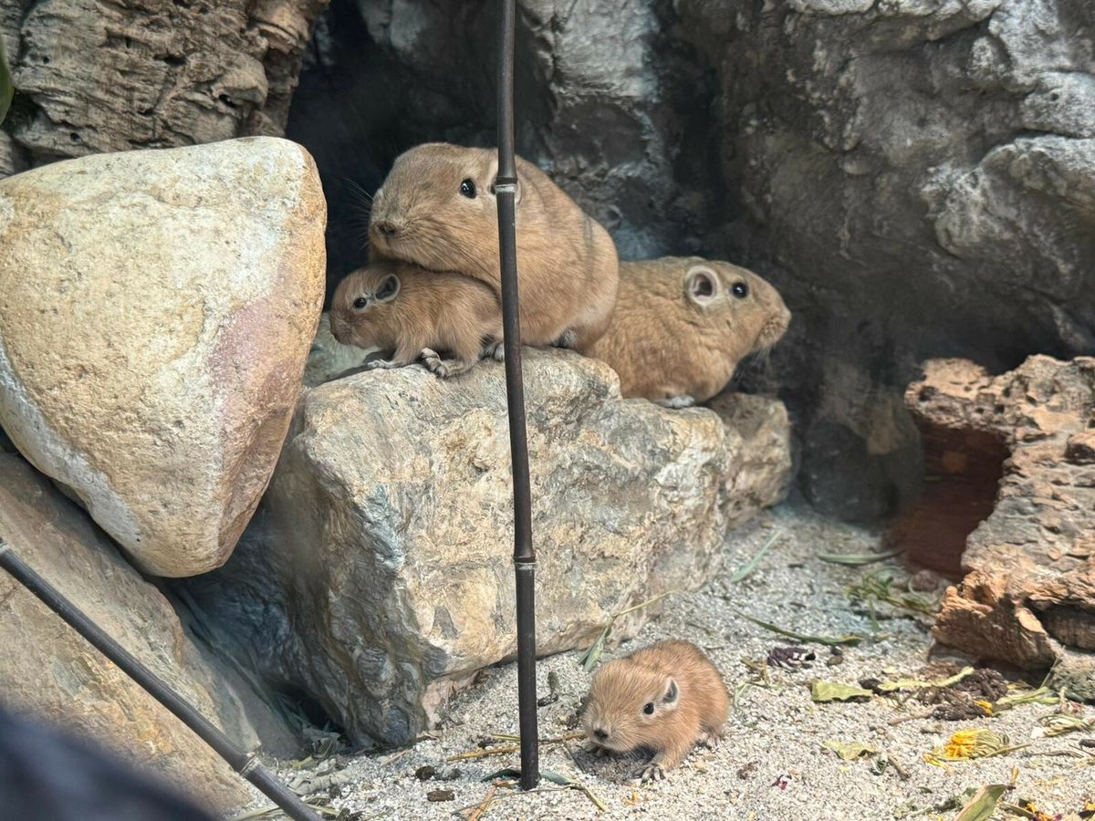 U Zagrebu prvi put na svijet došli dražesni gundiji - 4