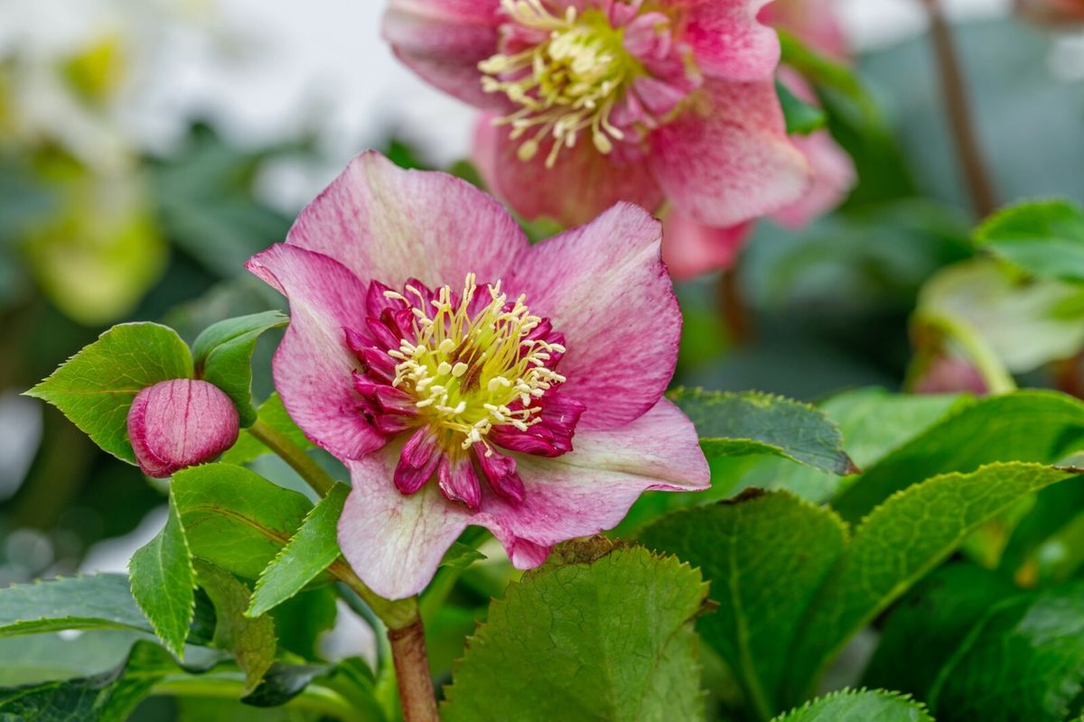 Kukurijek ili lat. Helleborus