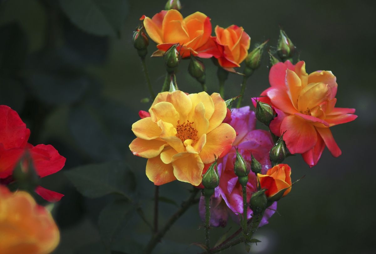 Floraart se u Zagrebu održava po 53. puta