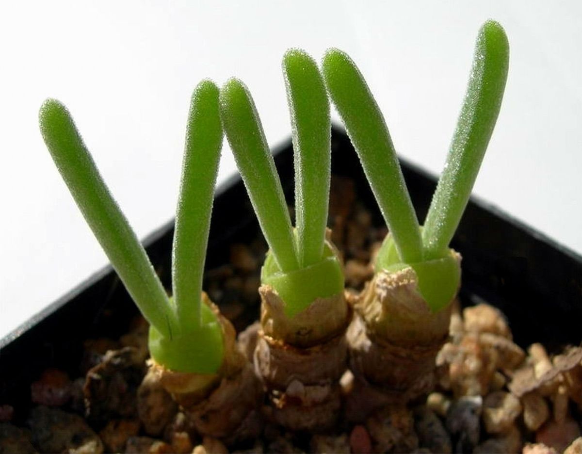 Sukulent Monilaria moniliformis može narasti do 20 centimetara u visinu