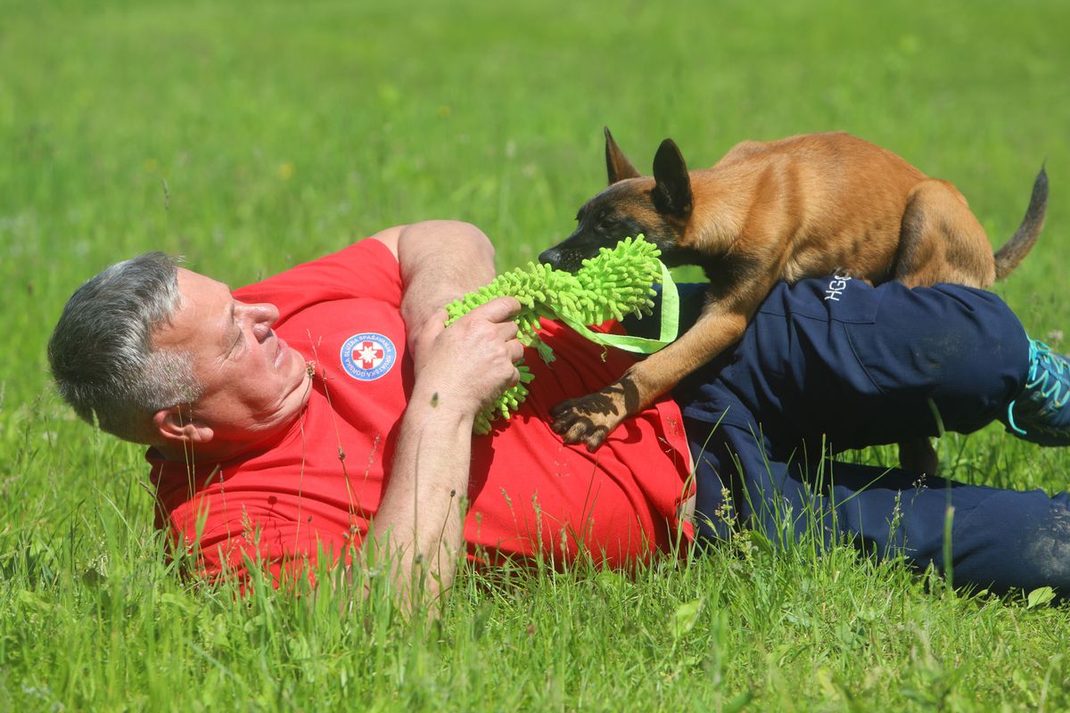 Mladi belgijski ovčar Zorro novi je potražni pas HGSS stanice Ogulin - 10